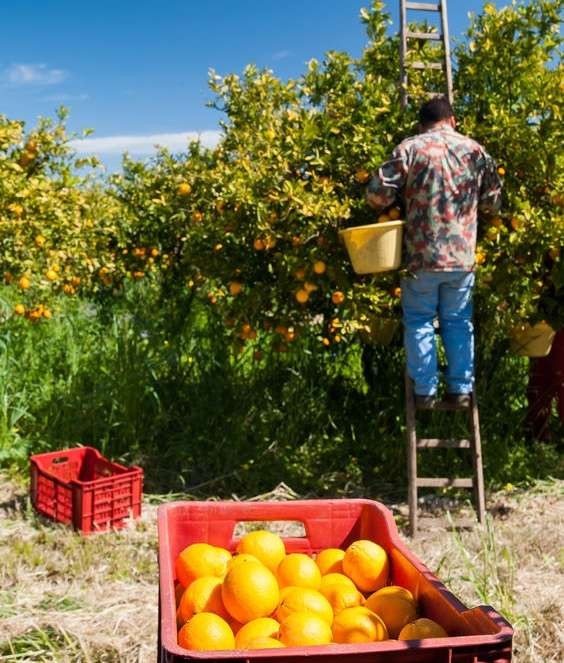 Red plastic fruit box full of oranges and pickers at work